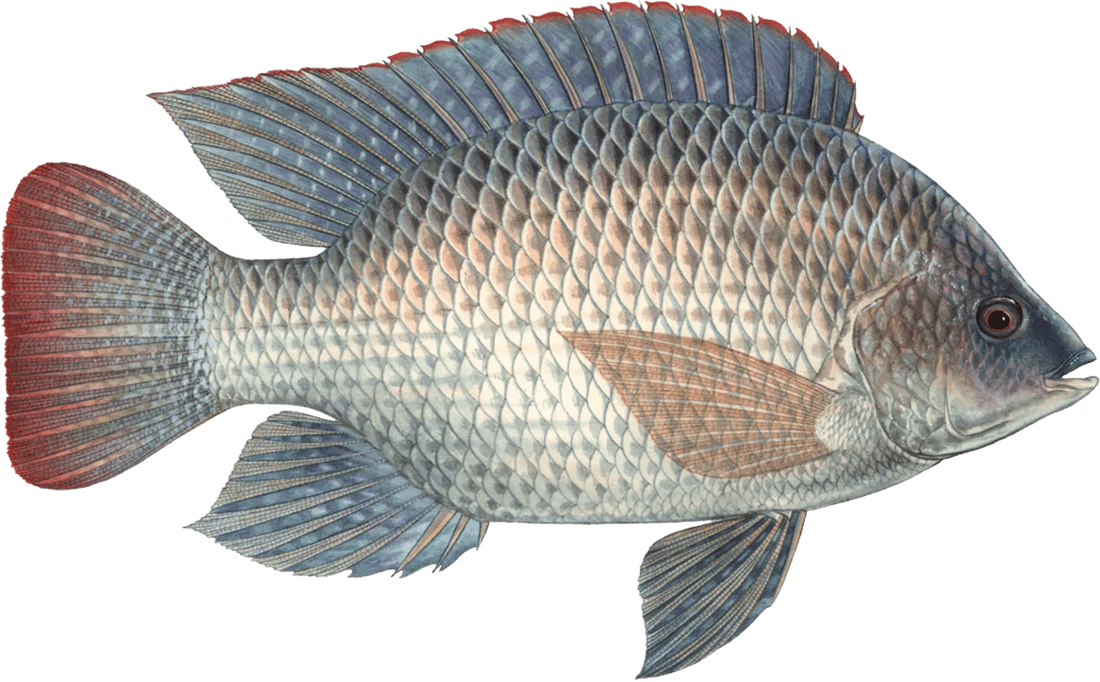 ISHIMWE FISH FARM - SIRI YA MAFANIKIO: Ufugaji wa Sato Kupitia Mfumo wa Maji Yanayozunguka (RAS)
